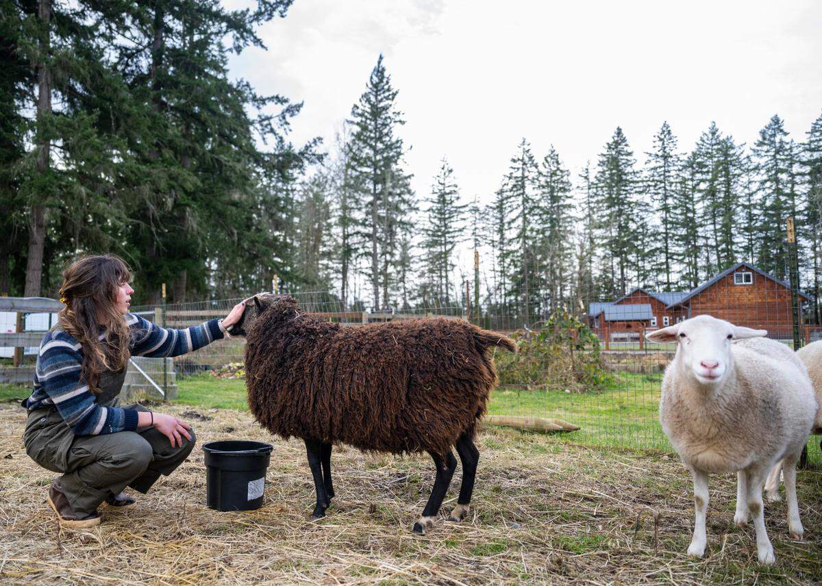 Petra Cole pets her sheep in a pasture on her family’s property in Eatonville on Jan. 5, 2023. Over 60 years ago, Cole’s great-grandparents purchased 40 acres of land where five families, including Cole’s and other relatives, now live adjacent to each other on 25 acres of the property.