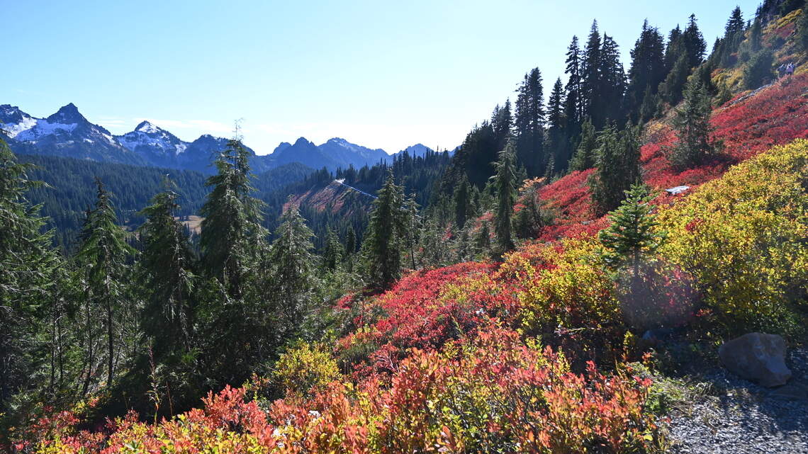 Autumn colors beat summer wildflowers on Mount Rainier’s Skyline Trail