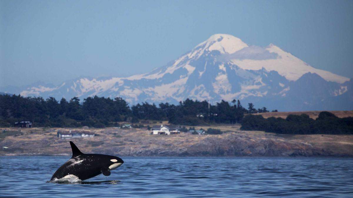 Mount Baker provides a spectacular backdrop for K20, a female born in 1986. Orcas can swim 75 miles a day and more, with bursts of speed up to 30 mph, and are capable of diving deeper than 3,000 feet.