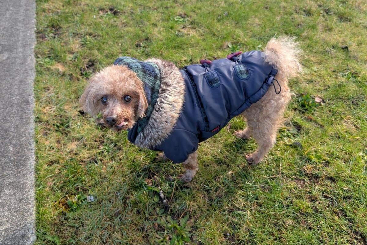 Brownie, a 10-year-old toy poodle, was killed by a larger dog in the care of the Humane Society at the Tacoma City Marathon on Sunday, May 3, 2026.