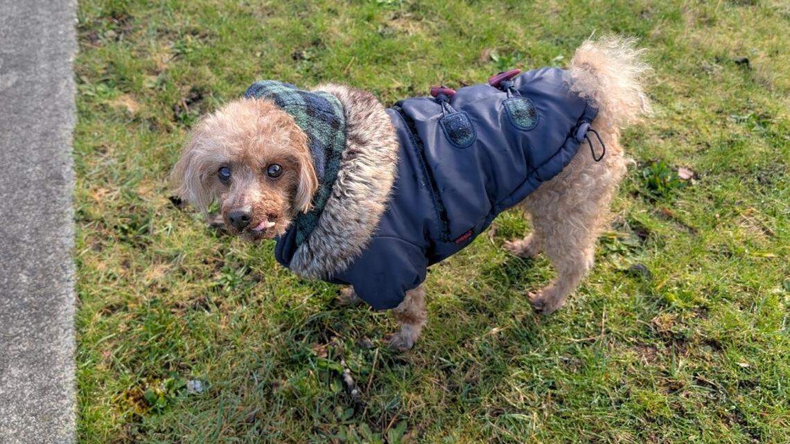 Humane Society announces safeguards after beloved pet killed at Tacoma marathon