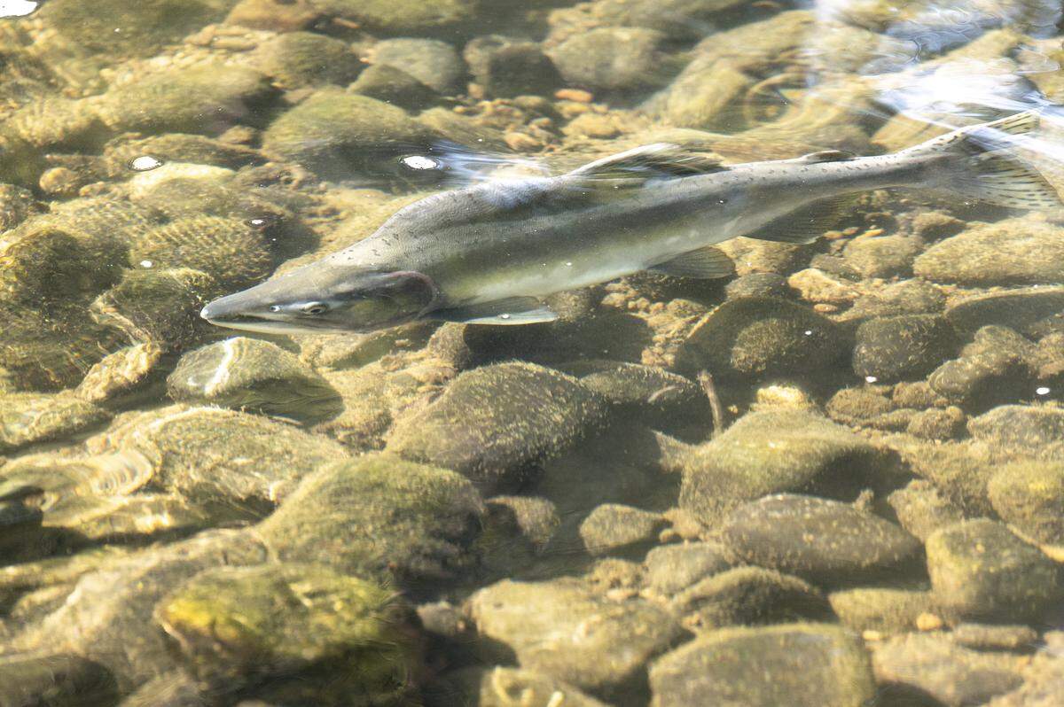 A pink salmon swims in South Prairie Creek on Wednesday, Sept. 24, 2025, in the Prairie Ridge area of Pierce County.