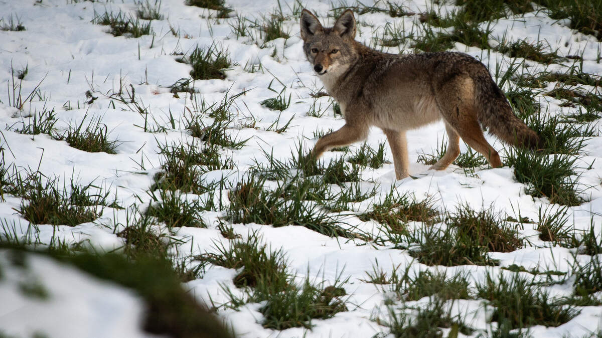 A coyote walks through the snow along Waller Road in Tacoma, Wash., on Thursday, Feb. 7, 2019.