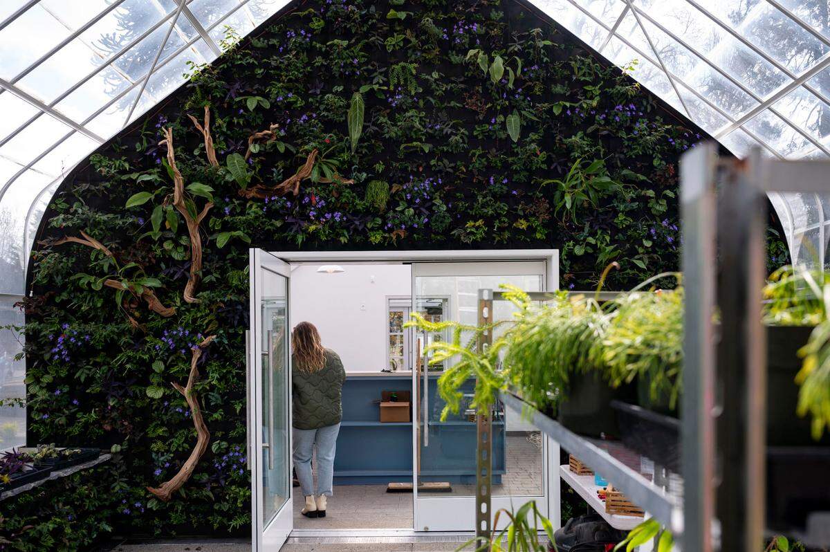 The “living wall” of plants accents the east wing of the Seymour Conservatory. It contains 1,200 plants and 30 different varieties which are tucked into tiny pockets and are watered by a hydroponic system.