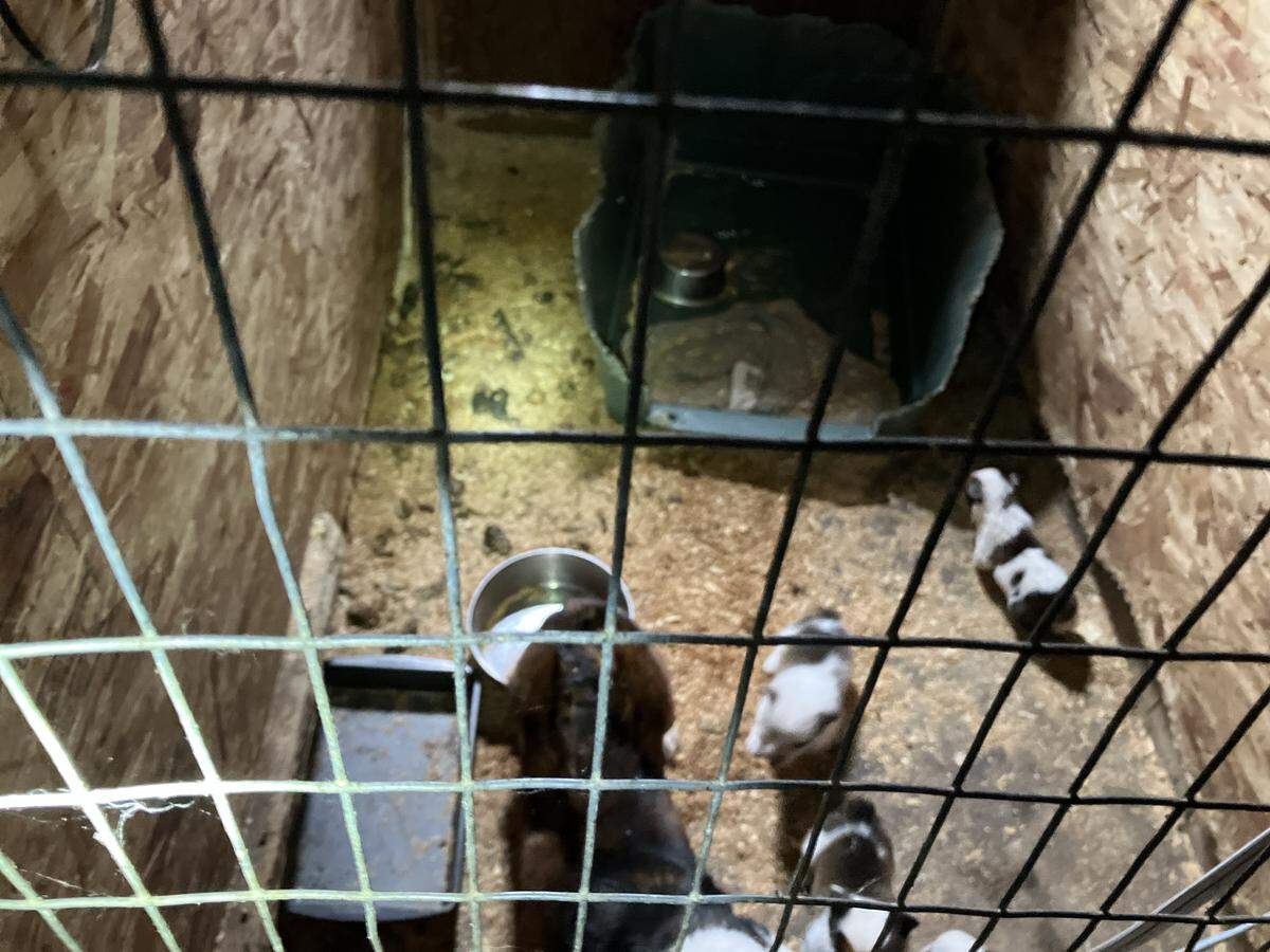 Some puppies in a cage shortly before being seized from a South Prairie property on Aug. 14, 2025. The Pierce County Sheriff’s Office seized 56 animals after reports of alleged mistreatment.