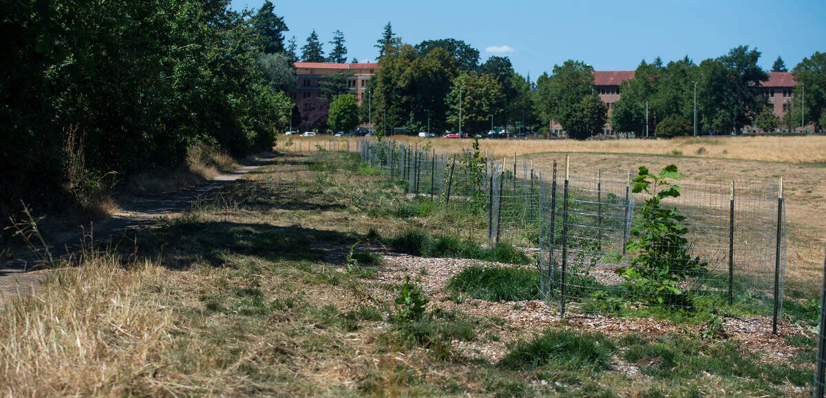 A row oak trees protected by fencing line a trail in Lakewood’s Fort Steilacoom Park on Monday, July 26, 2021. The trees were grown from acorns shed by trees that were originally planted along Highway 99 in 1927 as part of the “Boulevard of Remembrance,” a living memorial to honor those who lost their lives in WWI. In the background is Western State Hospital.