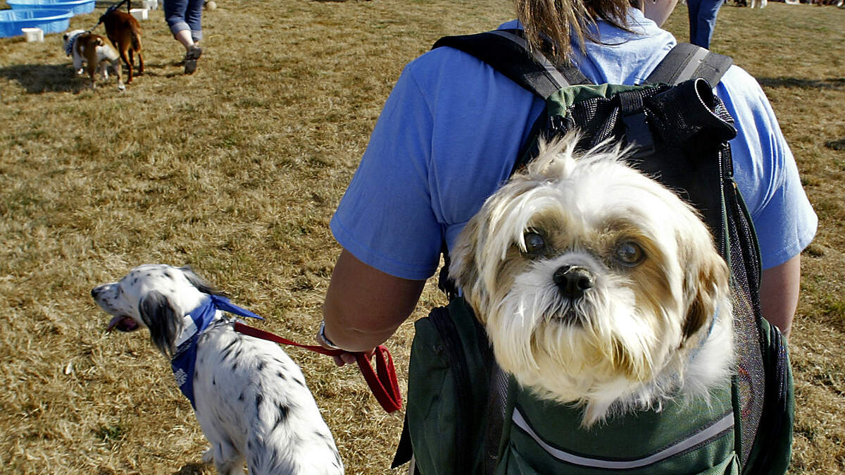 A Shih Tzu gets a backpack ride while his English Setter pal has to hoof it at the annual Dog-A-Thon to benefit homeless animals at the Humane Society for Tacoma and Pierce County. Animal shelters are a great alternative to pet stores, which are increasingly hooking buyers with pricey pet-leasing contracts.