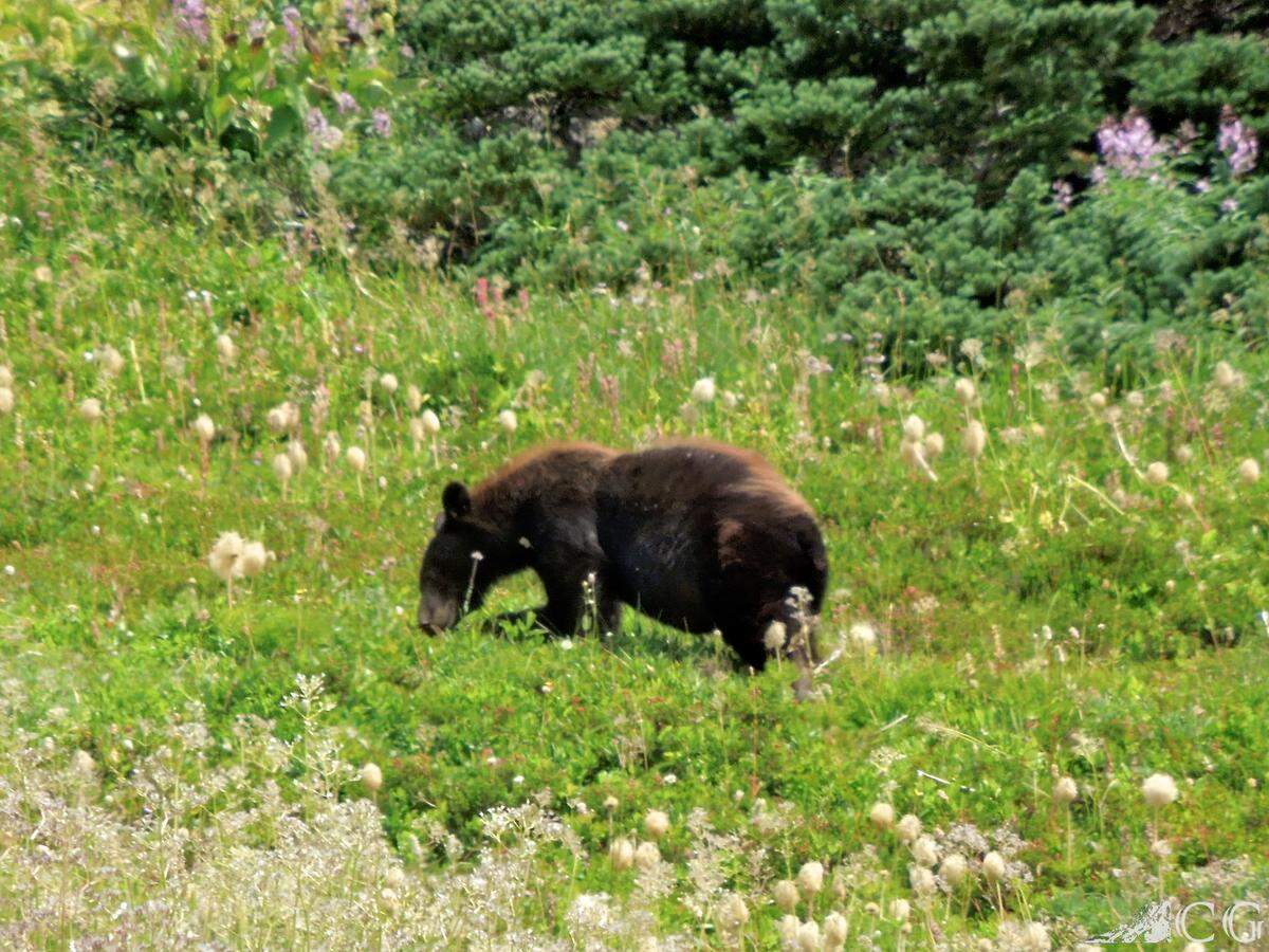 Black bears will change their movement patterns and behavior to avoid humans. Recreational activity may deter them from traversing trails, and they may shift to being more active at night.