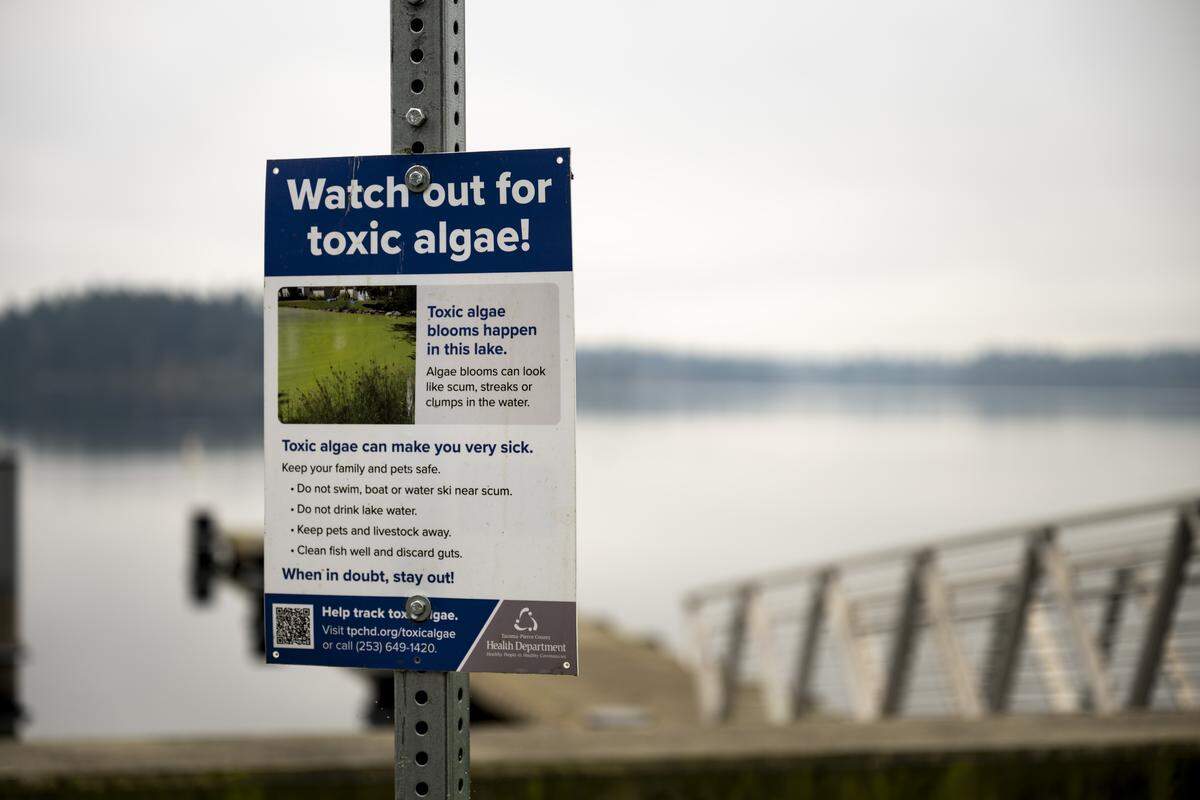 American Lake has a toxic algae warning along the northern shoreline, including the boat launch, on Wednesday, Jan. 21, 2026, in Lakewood, Wash.