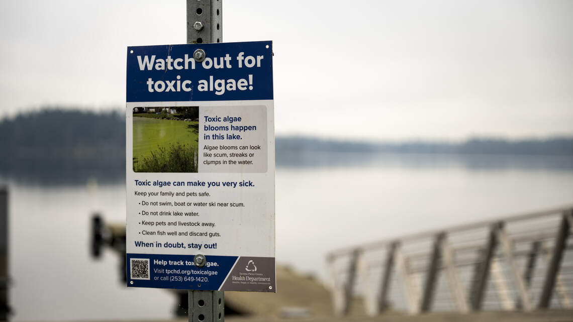 Stay out of these two Pierce County lakes with new toxic algae blooms