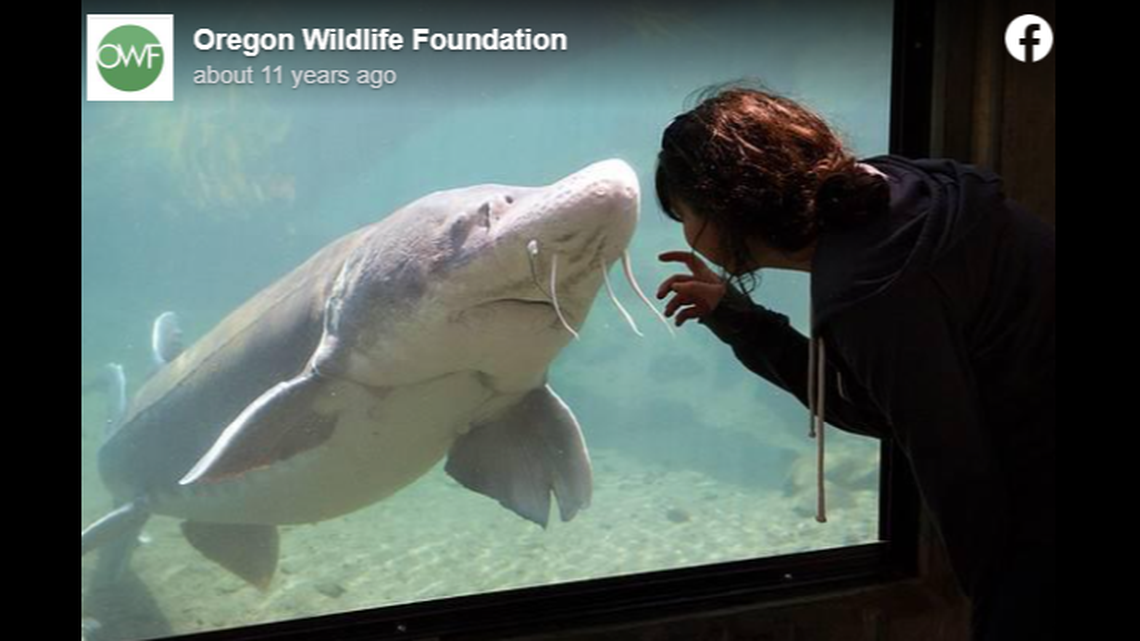 Herman the sturgeon, Oregon’s “most famous fish,” is turning 89.