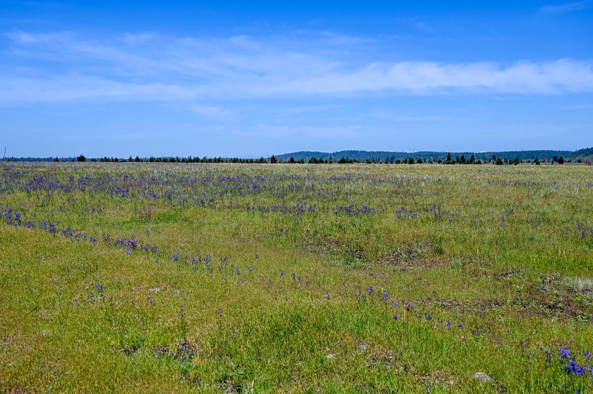 The hidden prairies of JBLM.