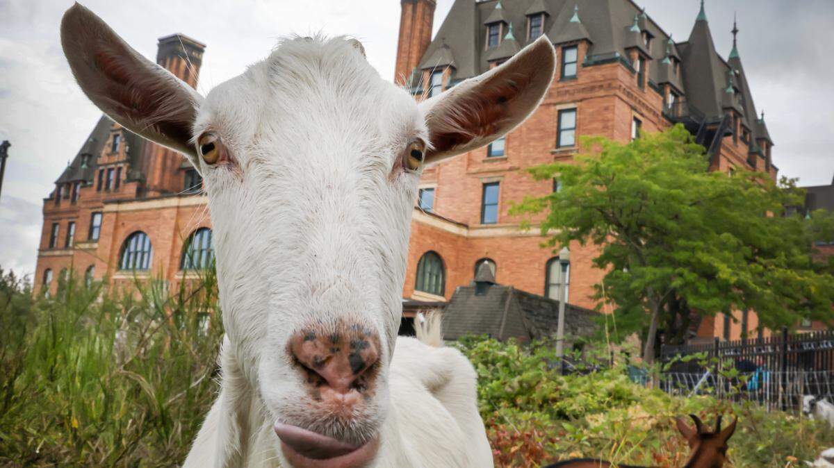 Evergreen Goat Rentals Brush Clearing was contracted to help remove weeds, blackberries and unwanted brush on the south end of historic Stadium Bowl at Stadium High School. The goats began their approximately two-week assignment on Tuesday, Aug. 20.