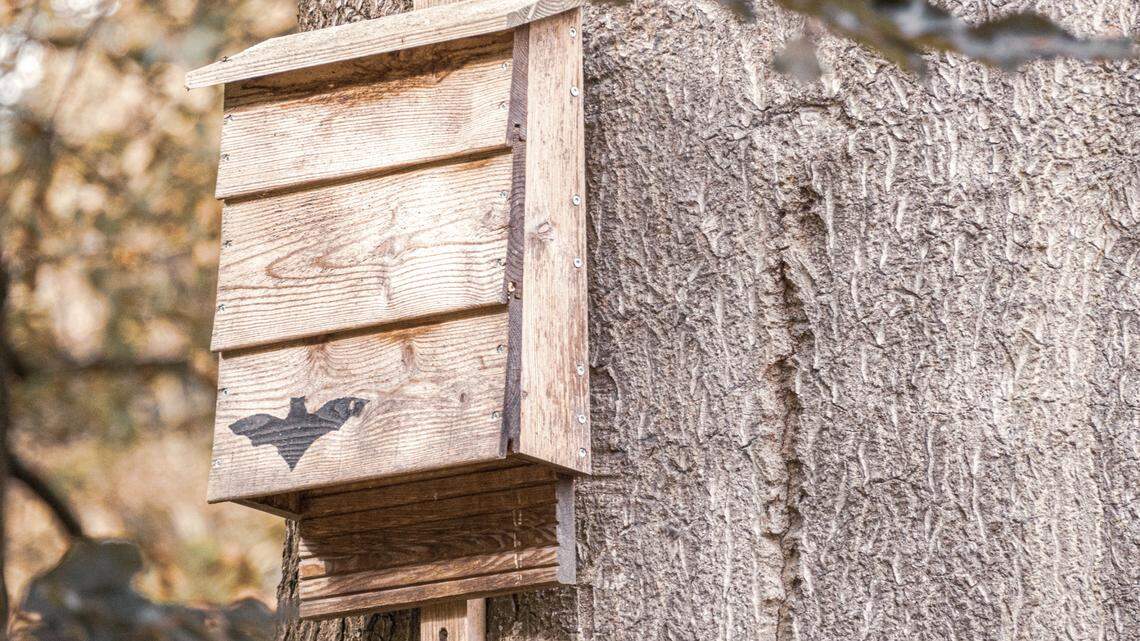 This DIY backyard habitat can save an endangered species and keep your WA home insect free
