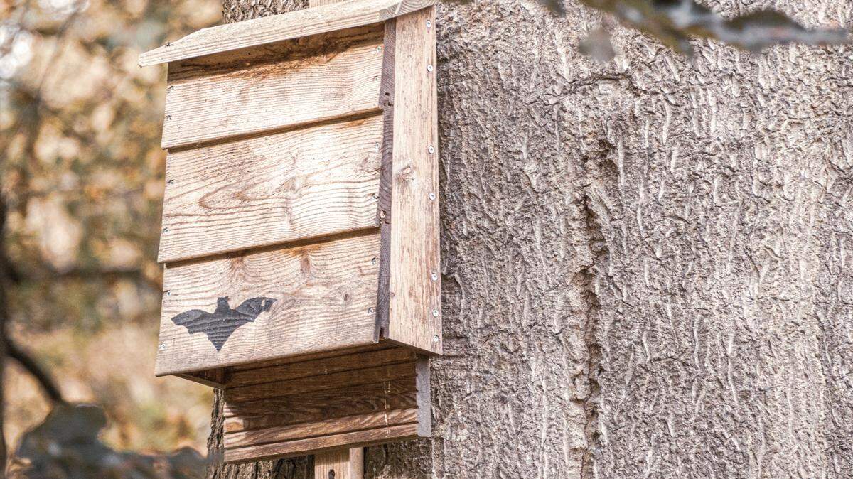 Bats face challenges such as climate change and habitat loss that are endangering the species. Here’s how building a bat house can save bats, and how easy it is to build one.
