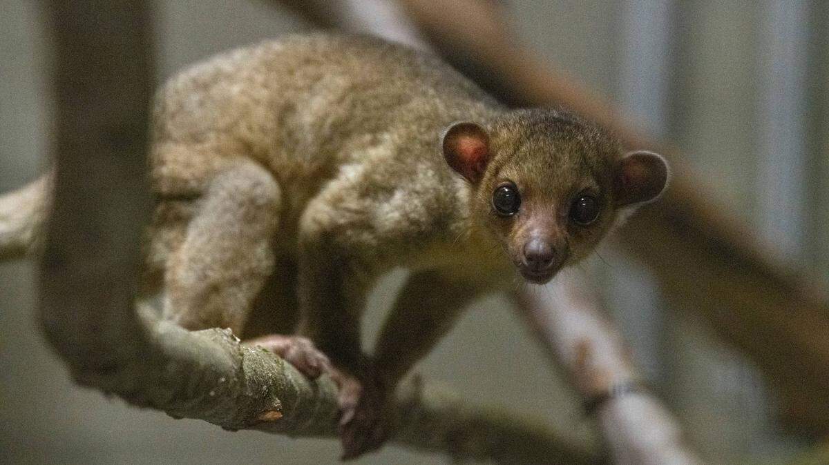 A kinkajou found at a rest stop near Yakima was quarantined at Point Defiance Zoo & Aquarium in Tacoma. The animal is headed to an East Coast zoo. Photo taken in June 2024.