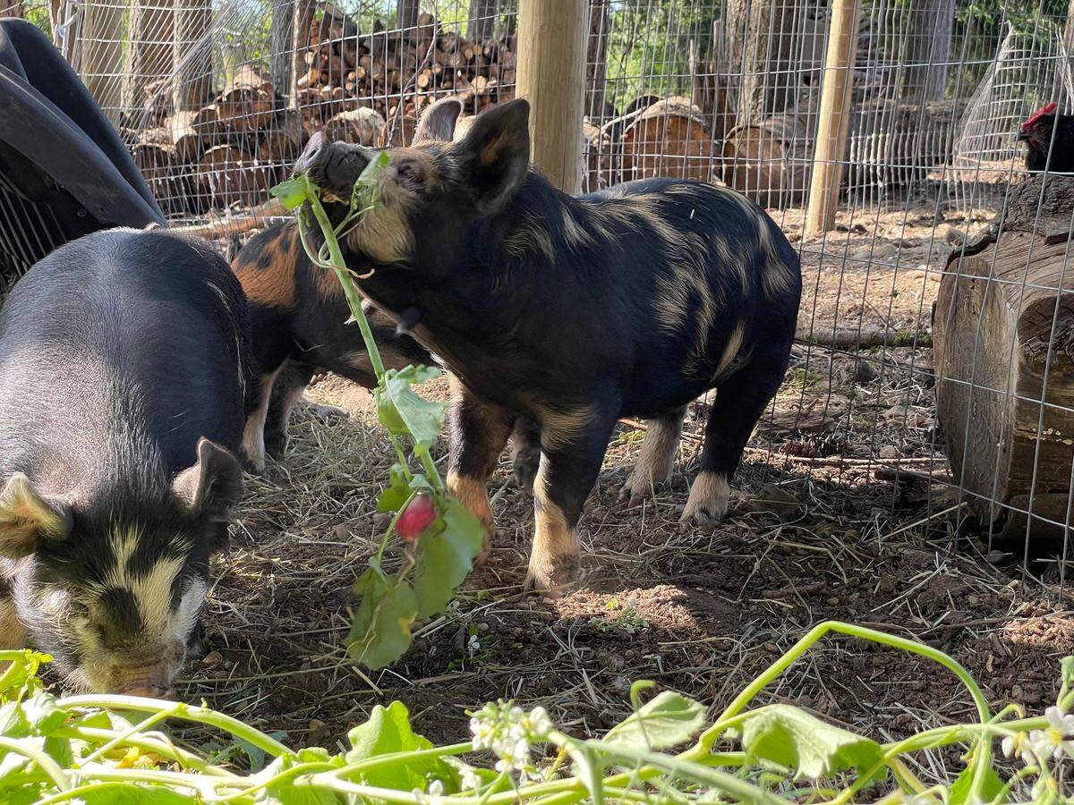 Wildwood Hollow Farm is opening their second location to bring the Key Peninsula fresh produce, poultry, eggs, and goods.