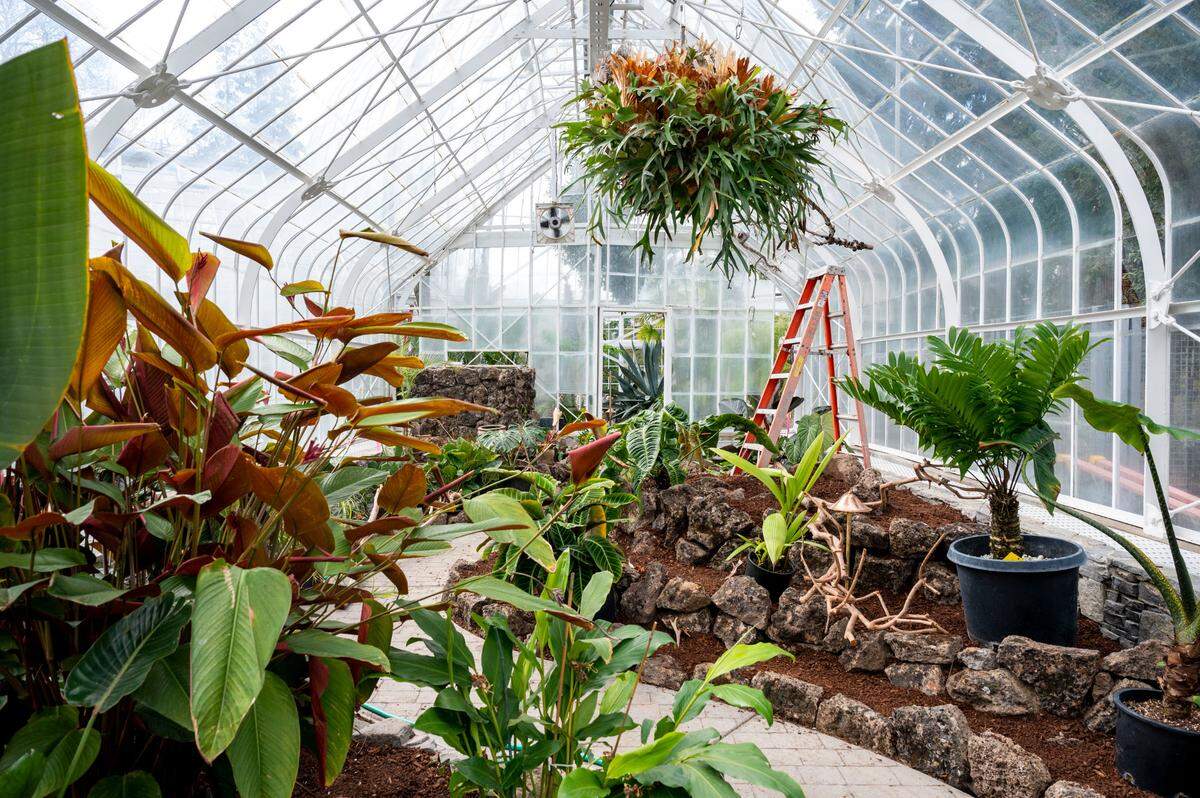 On the north wing of the Seymour Conservatory as vivarium is being created that will house hanging ferns along with golden dart frogs and their plants on Thursday, March 31, 2022, in Tacoma, Wash.