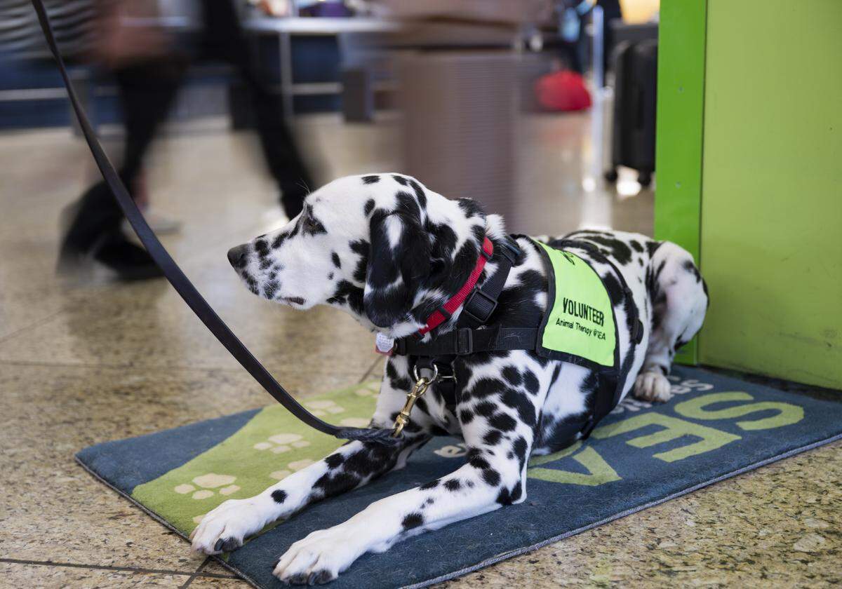 Tuck, a volunteer therapy dog part of the SEA Pups program, watches as travelers walk by at Seattle–Tacoma International Airport on Monday, Dec. 1, 2025.