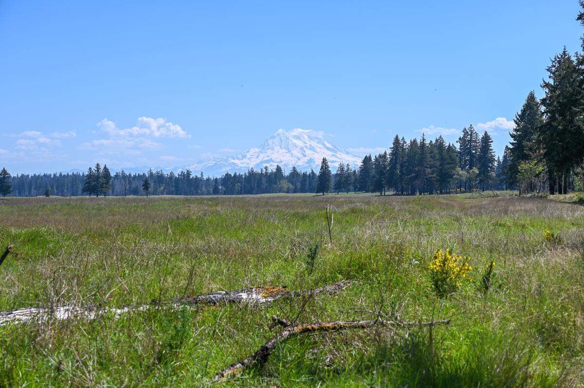 Tahoma, outshined by the prairies.