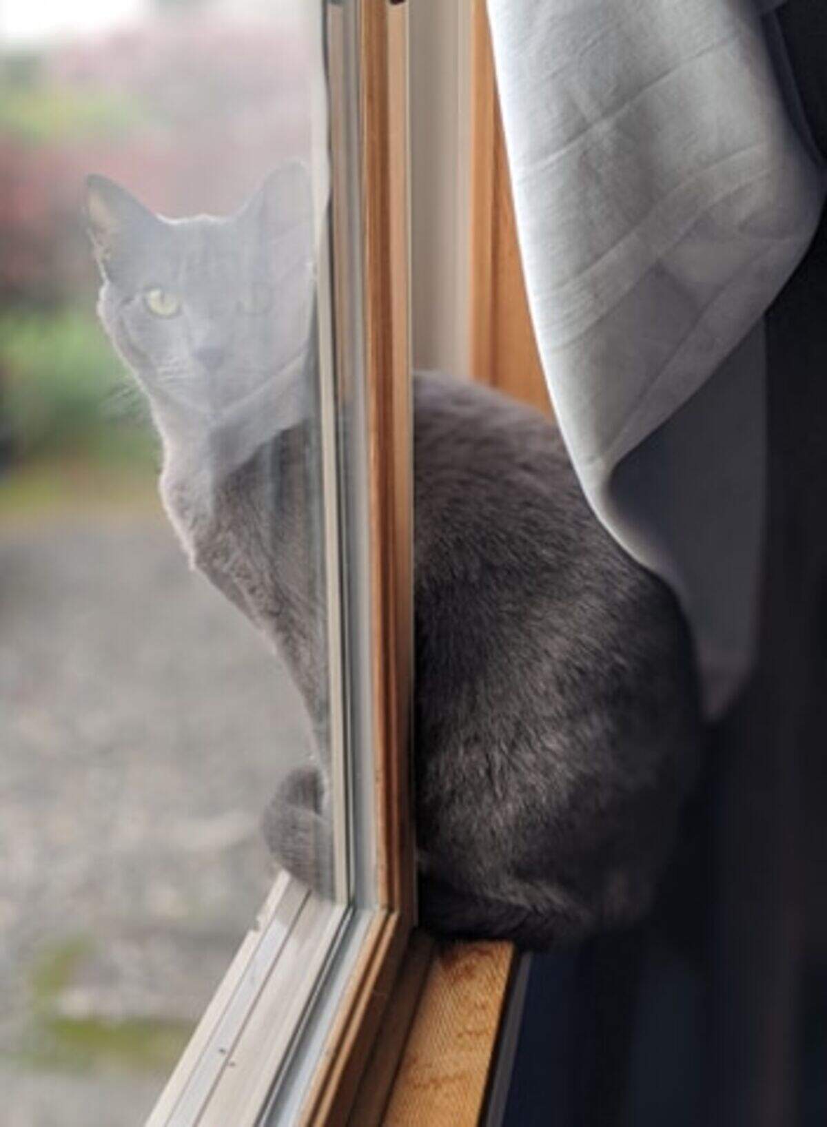 Merlin