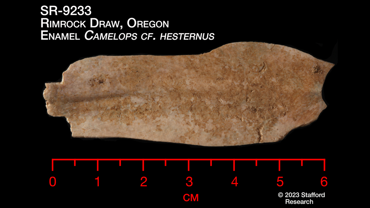 Tooth enamel from an extinct camel species was dated at more than 18,000 years ago.