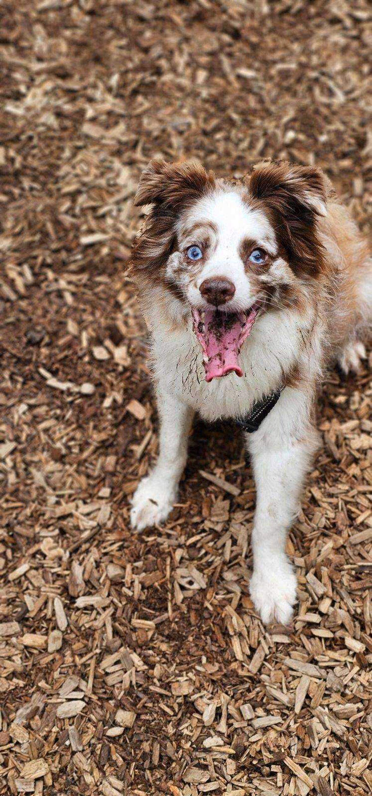 Cooper