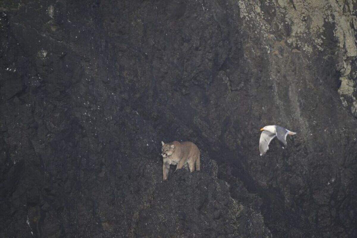 This photograph released Sunday, July 16, 2023, by Oregon National Wildlife Refuges shows a cougar on Haystack Rock near Cannon Beach, Oregon.