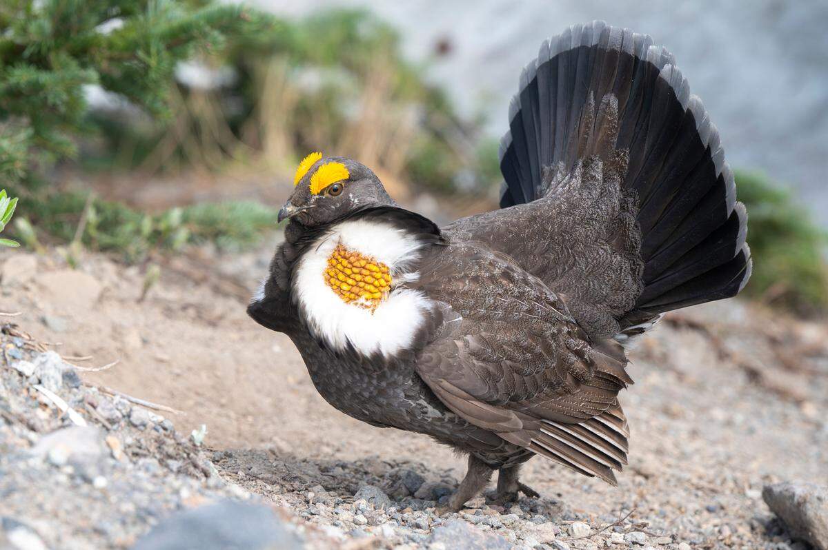 A sooty grouse inflates its chest to display colorful air sacs while fanning its tail and making a low hooting noise in an attempt to attract a female on Friday, June 6, 2025, at Mount Rainier National Park.