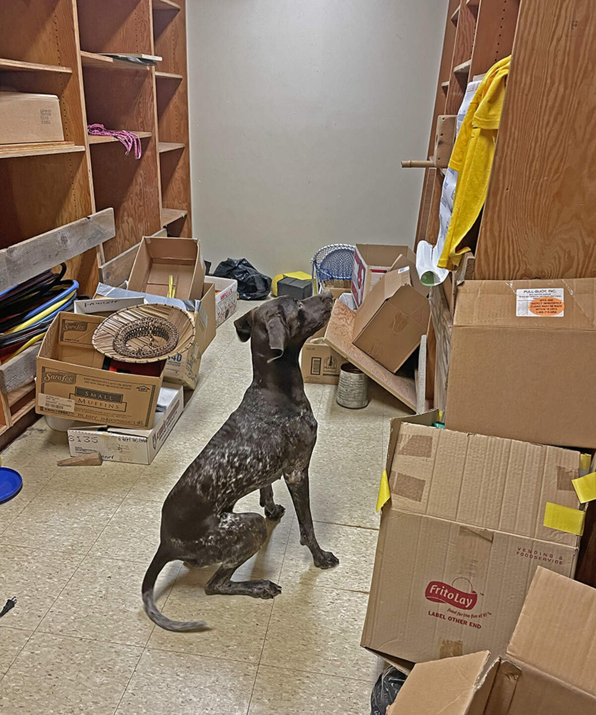 German shorthaired pointer Cassia is a nationally certified disaster search dog. Her handler is Jo Huxel. Northwest Disaster Search Dogs (NDSD), a nonprofit group that trains canines for urban search and rescue, is using Fawcett Elementary as a training site before the school is demolished later in March.&nbsp;