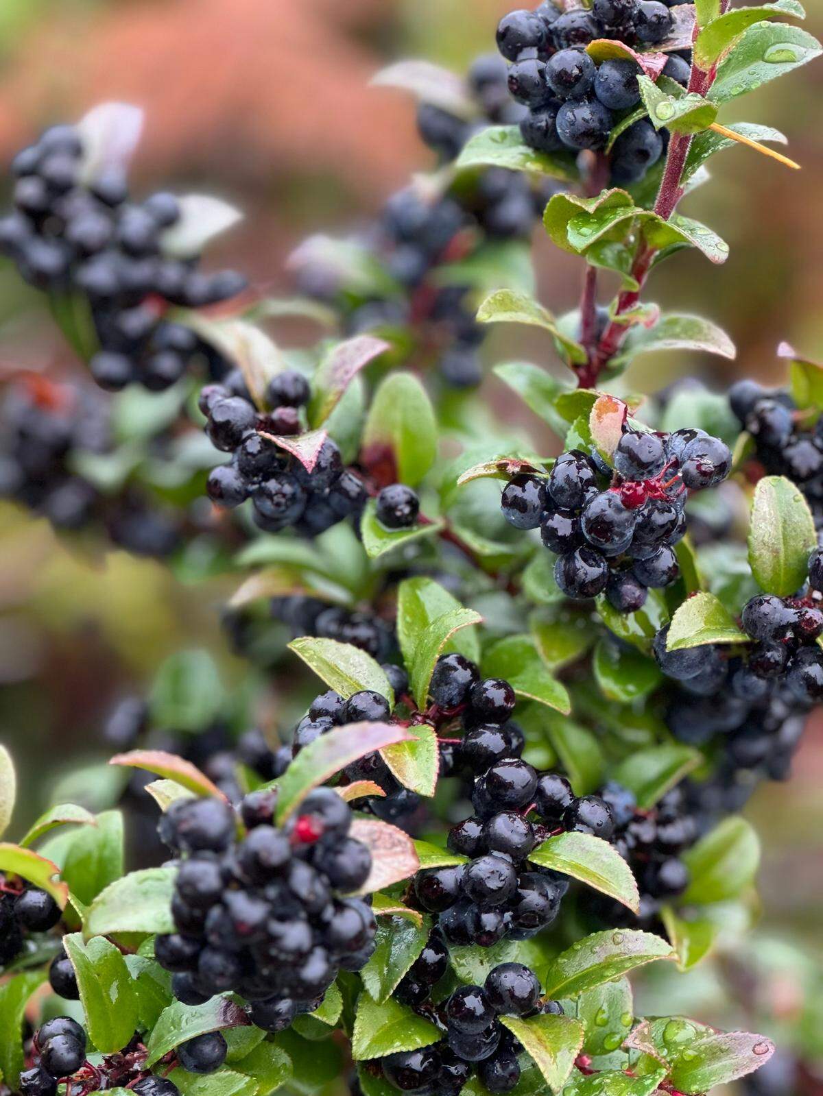 Evegreen huckleberries, Vaccinium ovatum, are ripe for harvesting on the Key Peninsula.
