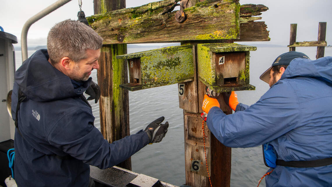 ‘Hey! Where did my house go?’ Bird boxes moved while residents are 6,000 miles away