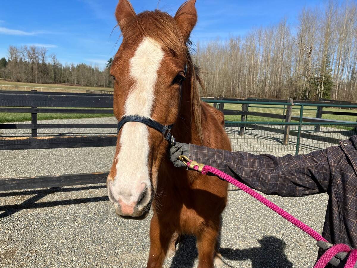 One of the Key Peninsula horses arrives at a rescue facility on March 14.