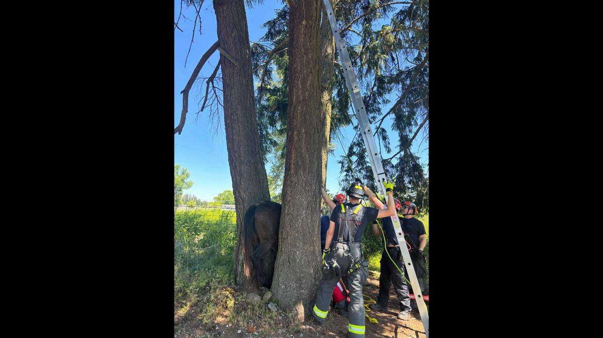 A 32-year-old horse named Marge found herself trapped between two trees in Graham, Wash. before she was freed by Central Pierce Fire & Rescue staff on May 27, 2026.