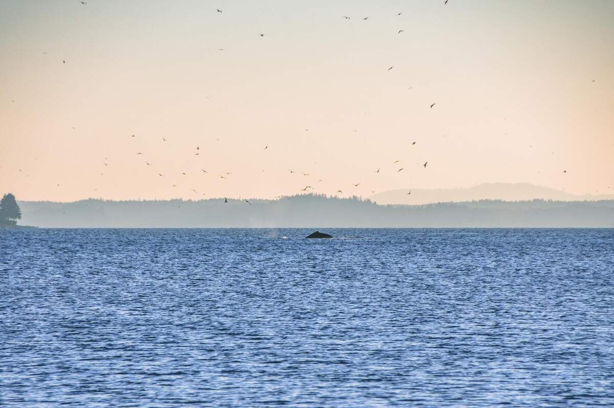 A humpback whale, Malachite, swims near the Purdy Sand Spit in November 2022.