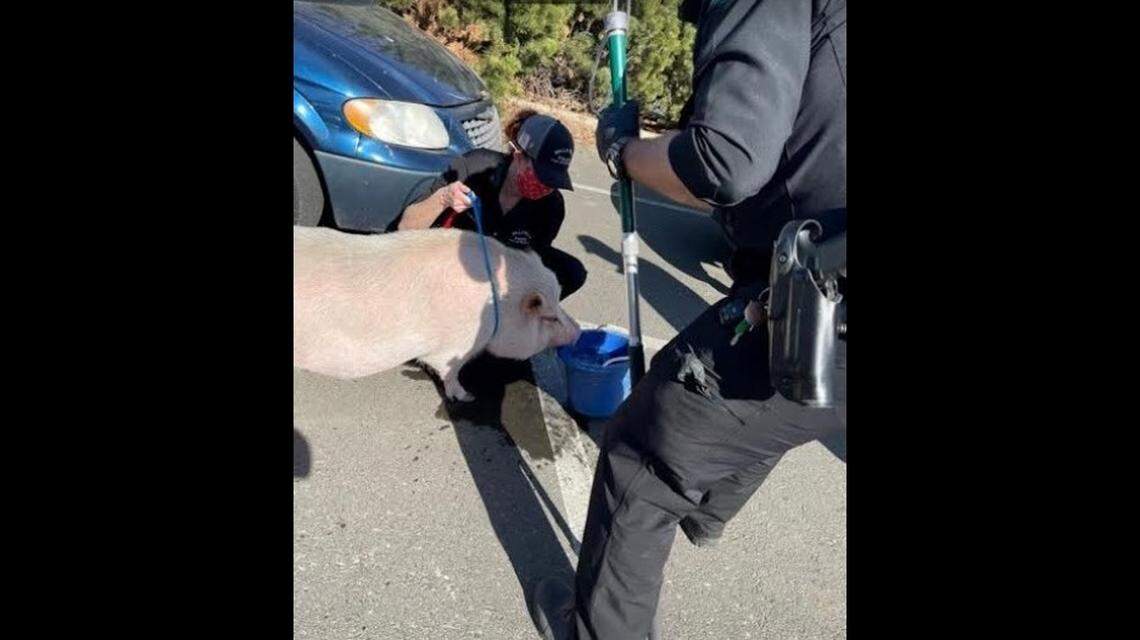 Police rescued a dog named Lupa and a 200-pound pig named Elvis Pigsley from a hot van in Walla Walla, Washington. The owner says the van was stolen.