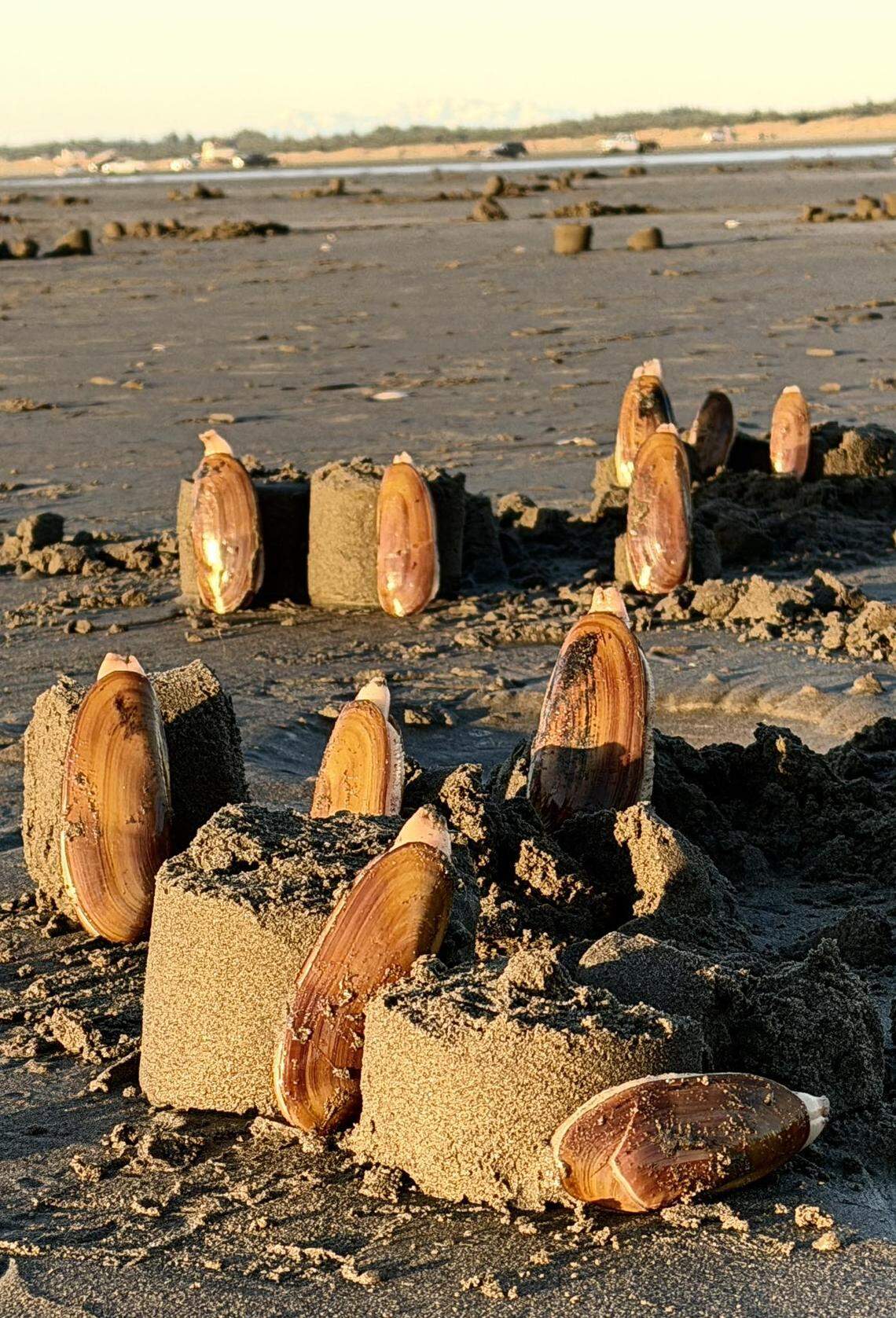 Serni Solidarios’s razor clam stone henge tribute.