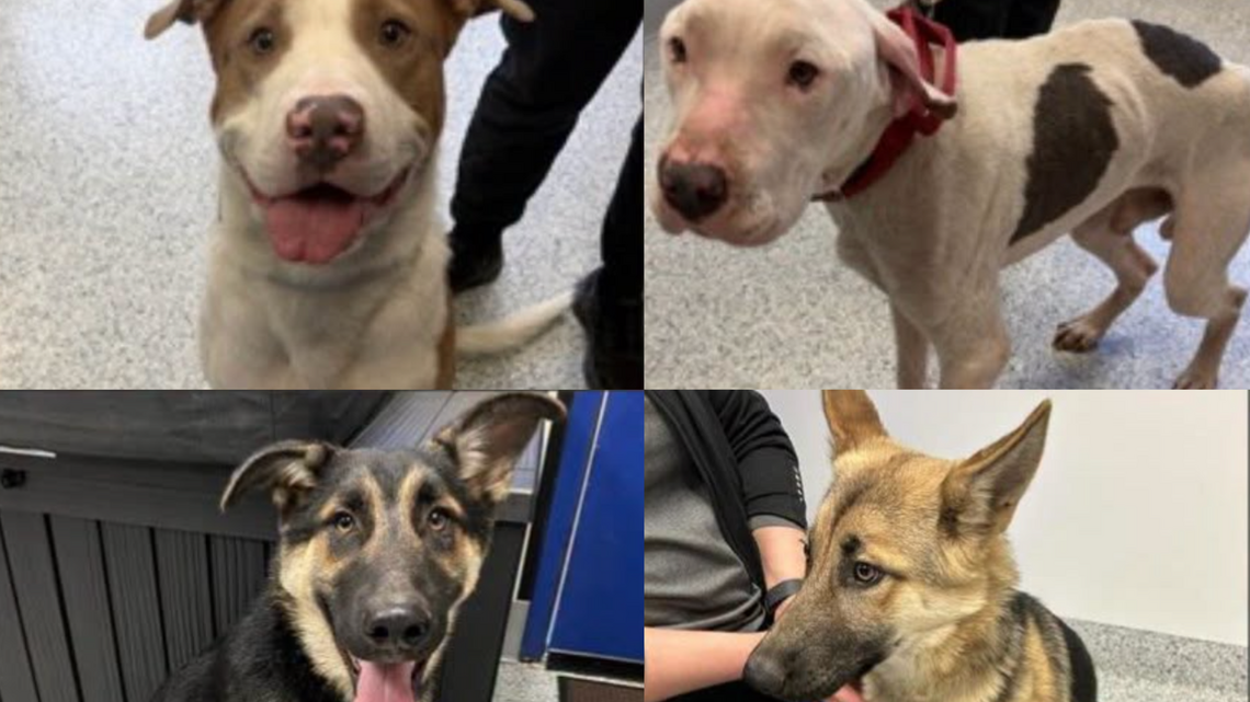 Unclaimed, sick dogs keep showing up in Puyallup. Animal control asks for help