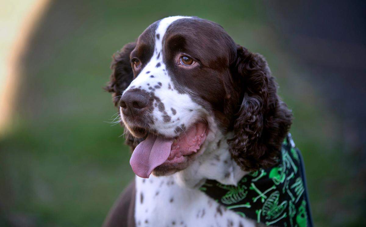Pippin, a five-year-old Springer Spaniel was voted Pierce County’s Cutest Dog in a News Tribune poll. He is shown at his home in Puyallup, Washington, on Monday, Oct. 7, 2024.