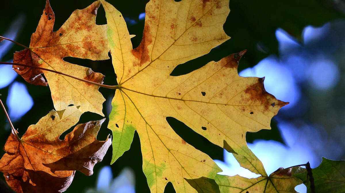 There are plenty of fall activities and adventures in the Sacramento region.