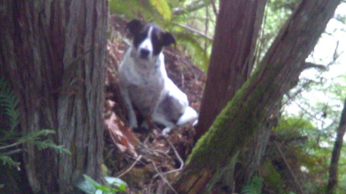 Daisy waits for rescuers near the body of her owner Thursday. The man died while hiking near Eatonville.