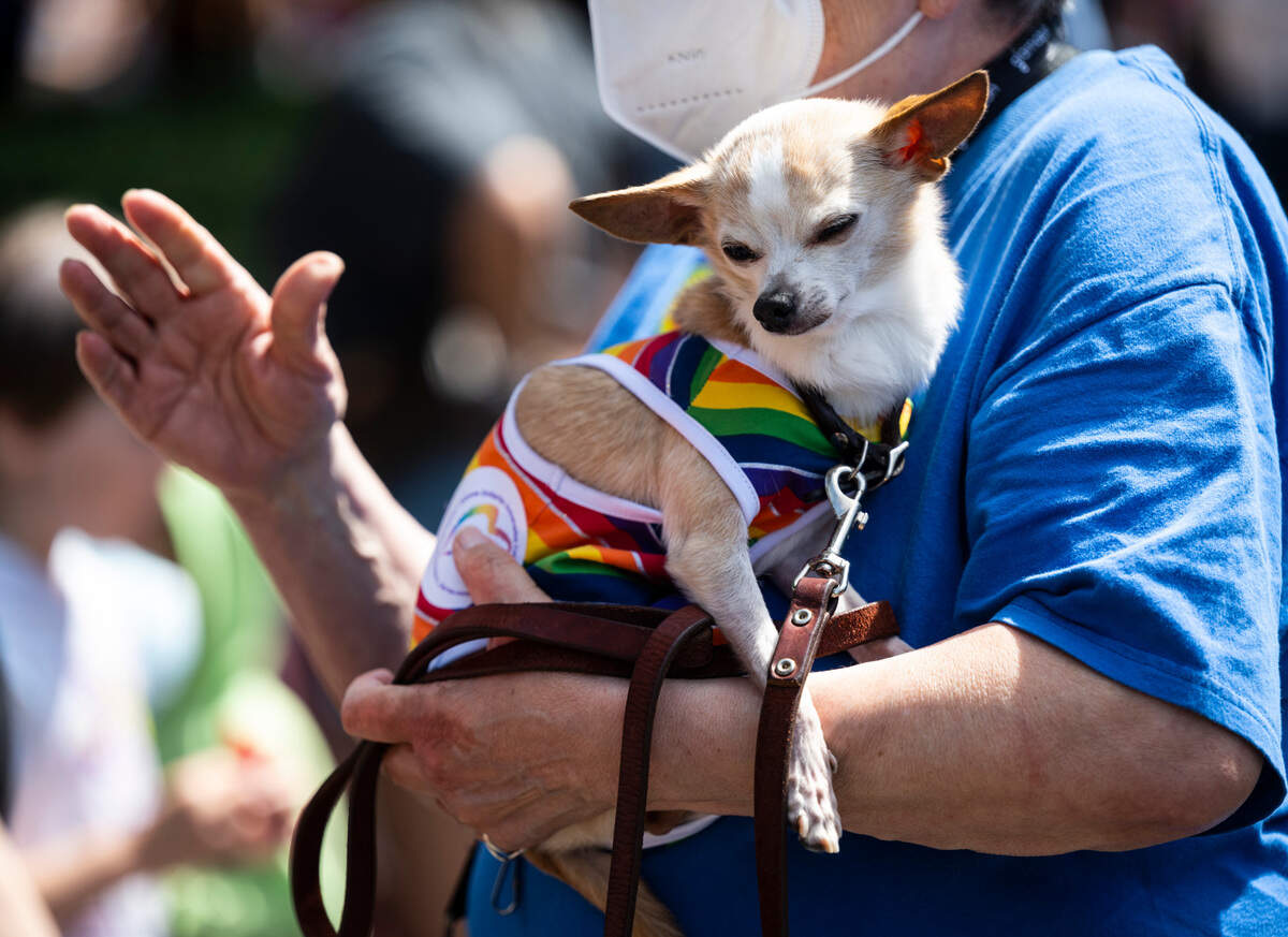 A dog wears a rainbow outfit on Pacific Avenue at the Tacoma Pride Festival in Tacoma on July 9, 2022.