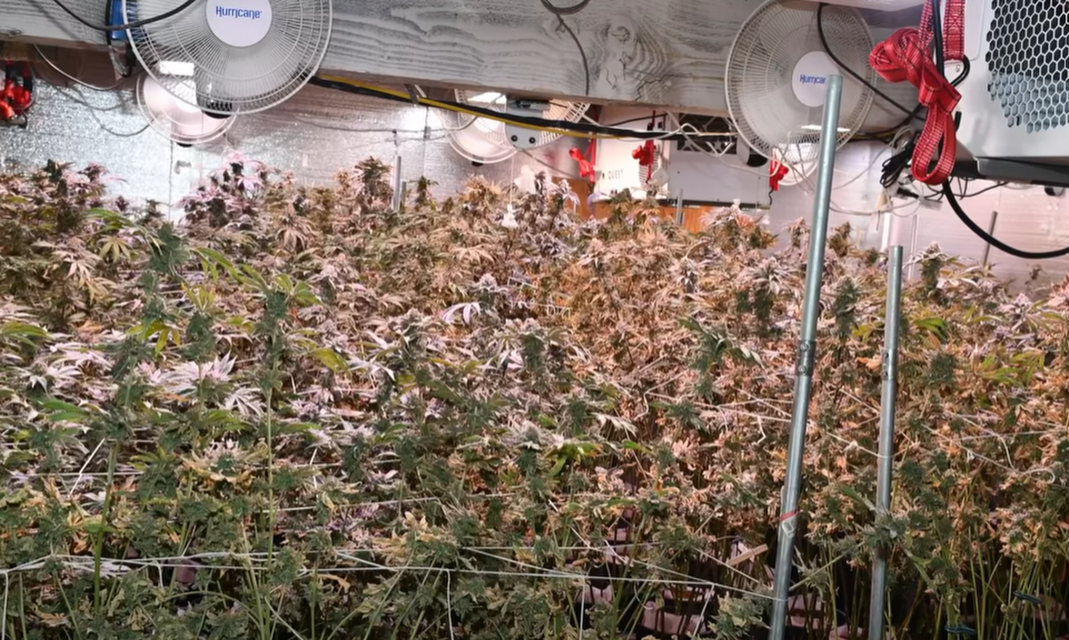 Marijuana plants part of an allegedly illegal grow operation were seized at houses in Pierce County on Dec. 5, 2025, following an investigation by the Sheriff’s Office’s Special Investigations Unit.