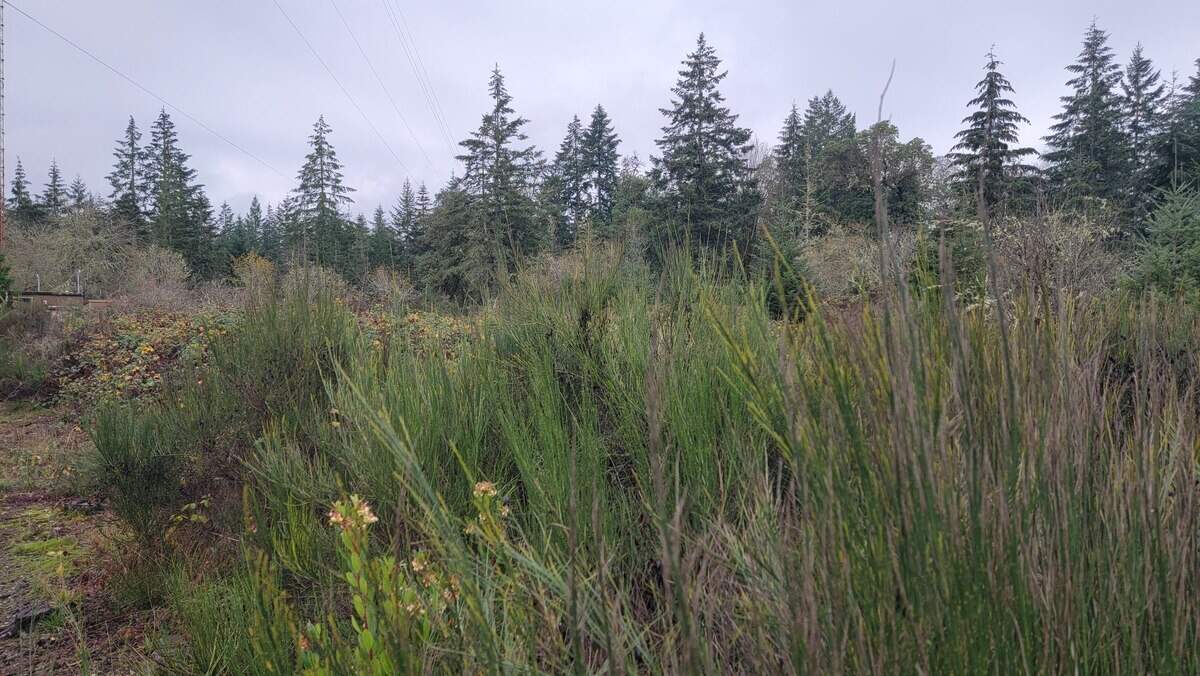 Dan Wehmeier told The News Tribune he’s clearing land as part of a 77-acre wildfire fuel reduction project on the Key Peninsula through his forestry management company, Wehmeier LLC. Brush close to the ground can ignite and lead to a wildfire, he told The News Tribune.