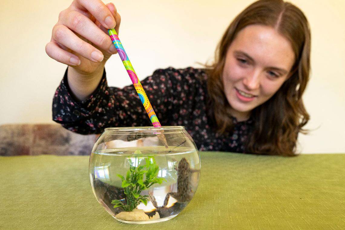 Renae Larson, 22, uses a pencil to push down flakes of food so her blind African dwarf frog, Stevie Wonder, can eat lunch on Monday, June 26, 2023, in Edgewood.