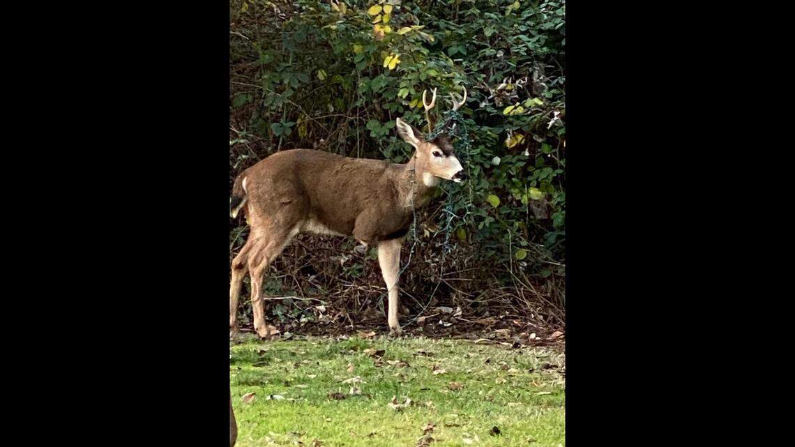 A buck was spotted in Dallas, Oregon, with holiday lights stuck in its antlers, wildlife officials said. It was sedated and freed from the lights on Dec. 16, 2022.