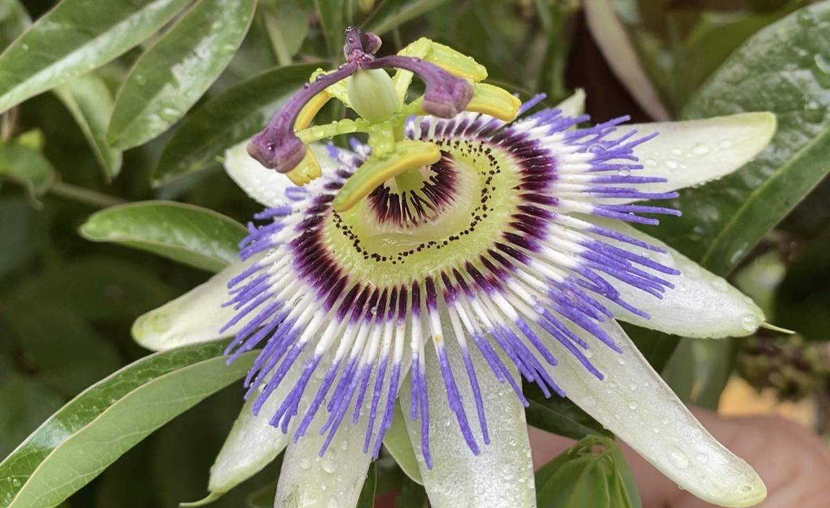 Passion vine grows at Point Defiance Zoo and Aquarium.