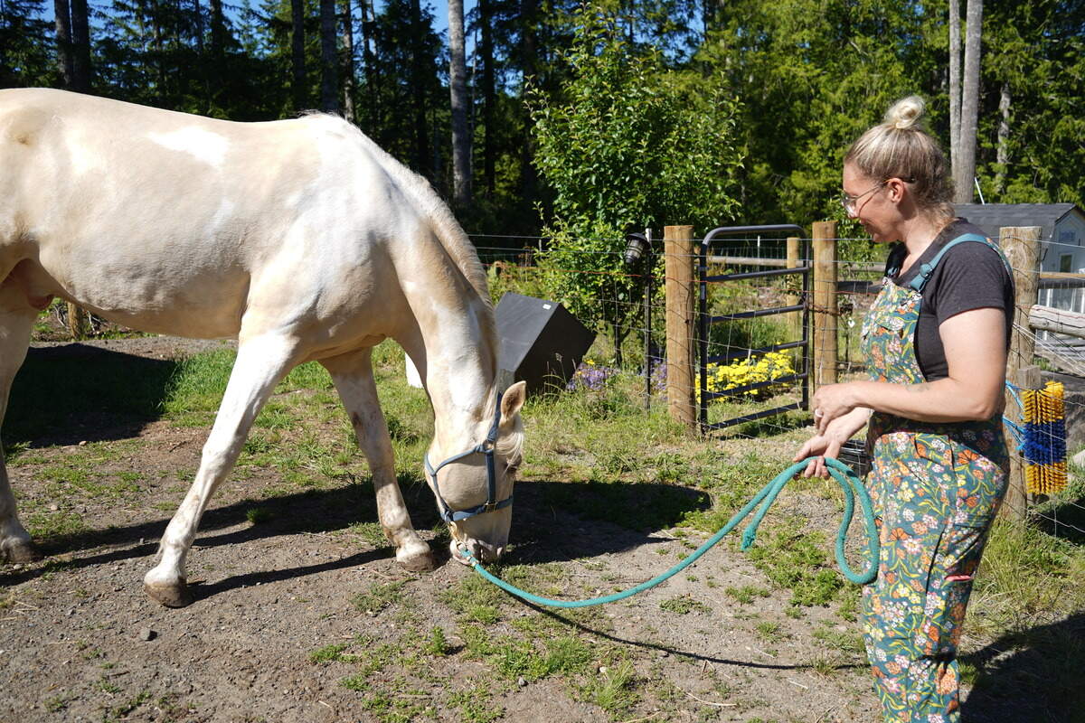Tiana Cooper, executive director of Rainfall Ranch Rescue, lets Butter munch on some grass Thursday, June 11, 2026 in Lakebay, Wash.