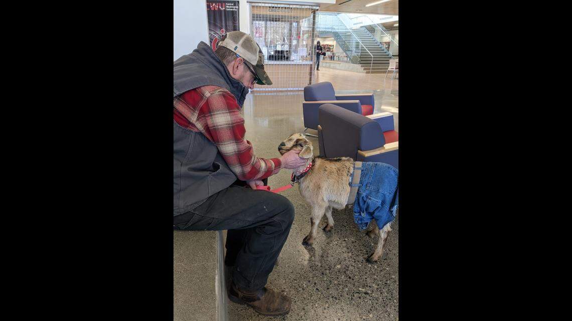 In this picture, John Jensen is seen with Vern, a 1-year-old goat in blue jeans. Jensen and his wife own Jensen Farms in Ellensburg, Washington, and they started goat grams this year for Valentine’s Day.
