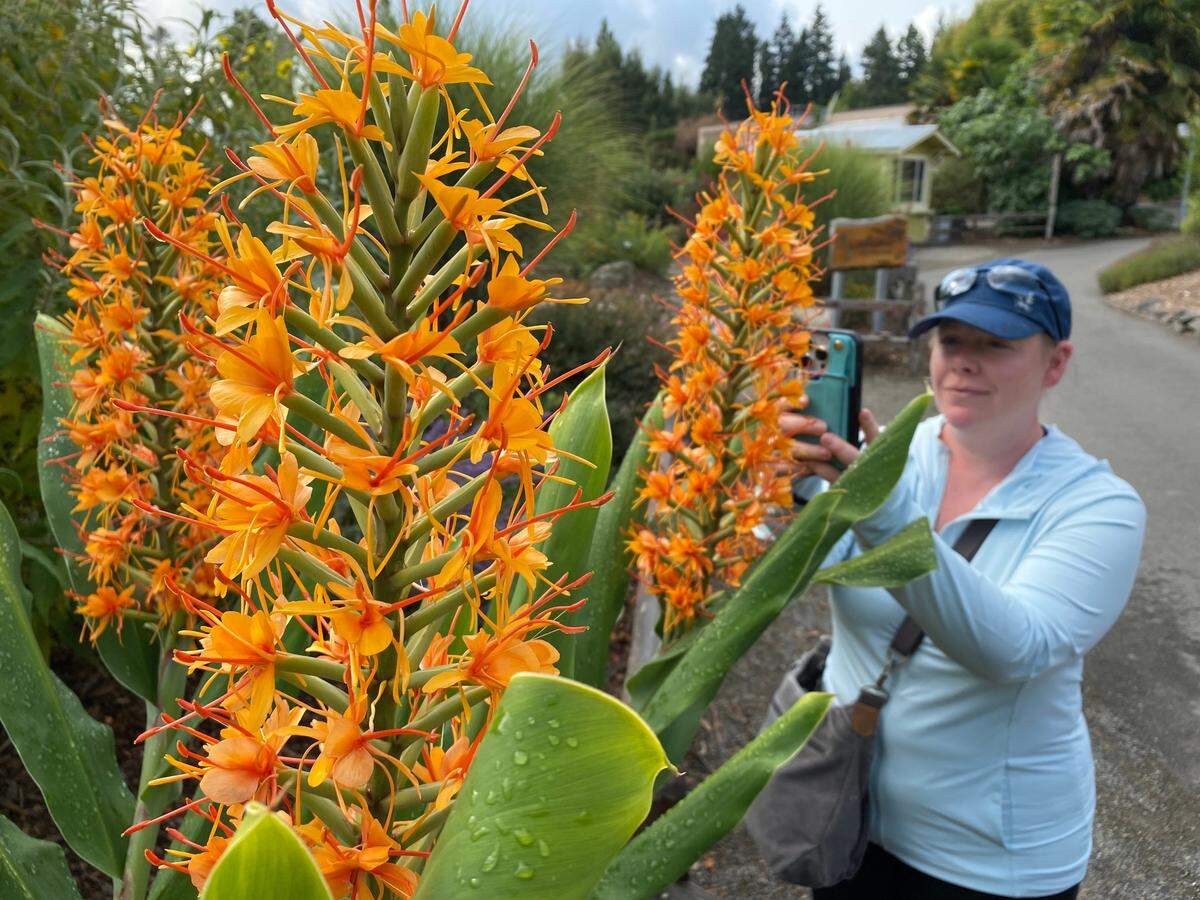 A visitor to Point Defiance Zoo and Aquarium photographs a hardy ginger plant.